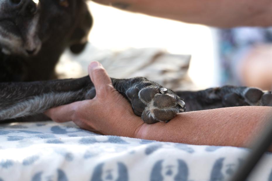 Person's hand holding a dog's front paw