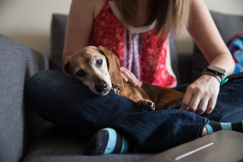 Senior dachshund lying in a person's lap