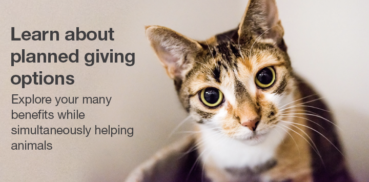 Calico cat looking at camera with text about planned giving options