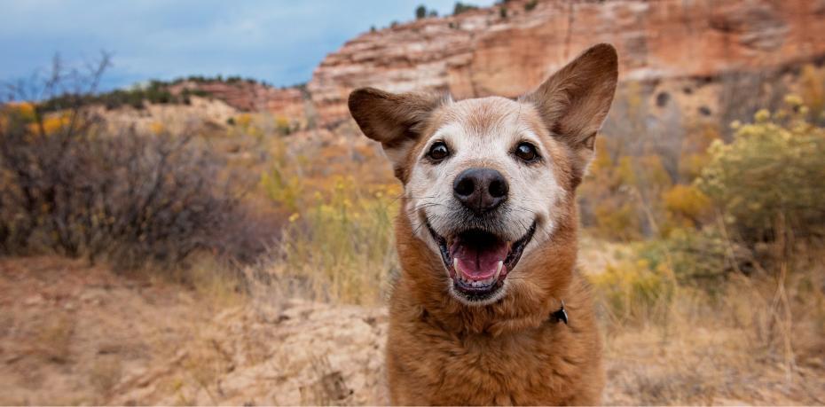 Red heeler type dog smiling with Angel Canyon in the background