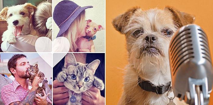 Small terrier mix dog in front of a microphone next to a collage of four animal/people pics with a heart graphic