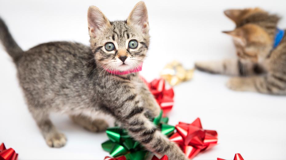 Kittens playing with festive gift bows