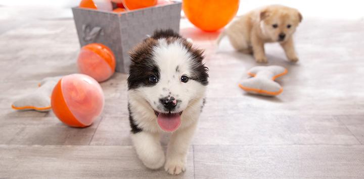 Black and white puppy and tan puppy in an area with orange balls and a gray basket