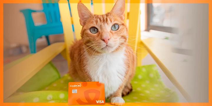 Orange tabby cat sitting on a green mat on a yellow chair with the Best Friends credit card from Credit One Bank in front of him