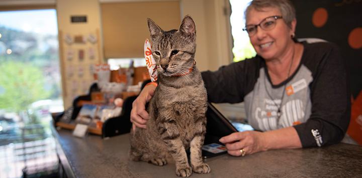 Woman petting a brown tabby cat on the counter at the Best Friends Sanctuary Store