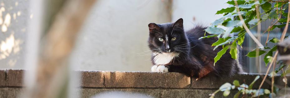 Black and white community cat with an ear-tip lying on a brick wall