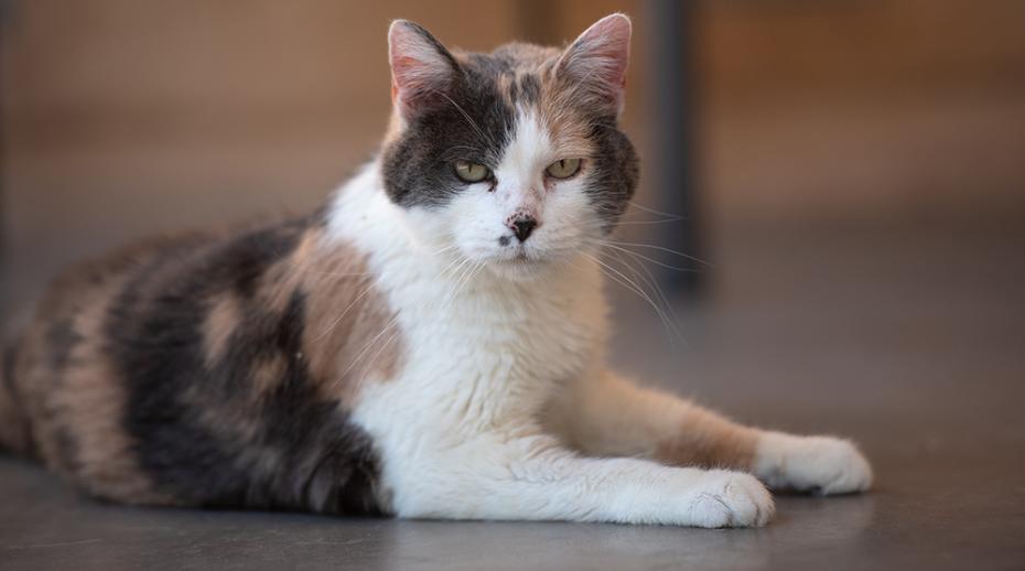 Calico cat with stunning features looks directly at camera