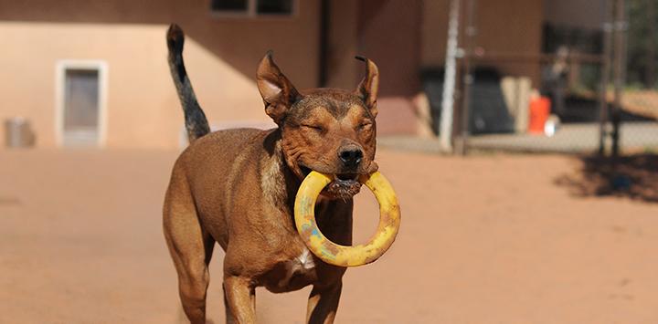 dog running with chew toy