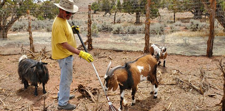 Volunteer raking surrounded by goats