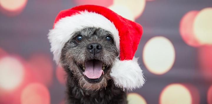 Smiling terrier wearing a Santa hat