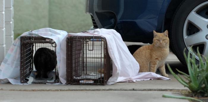 Help cats like these two outdoor cats by volunteering with TNR efforts. Be a cat volunteer.