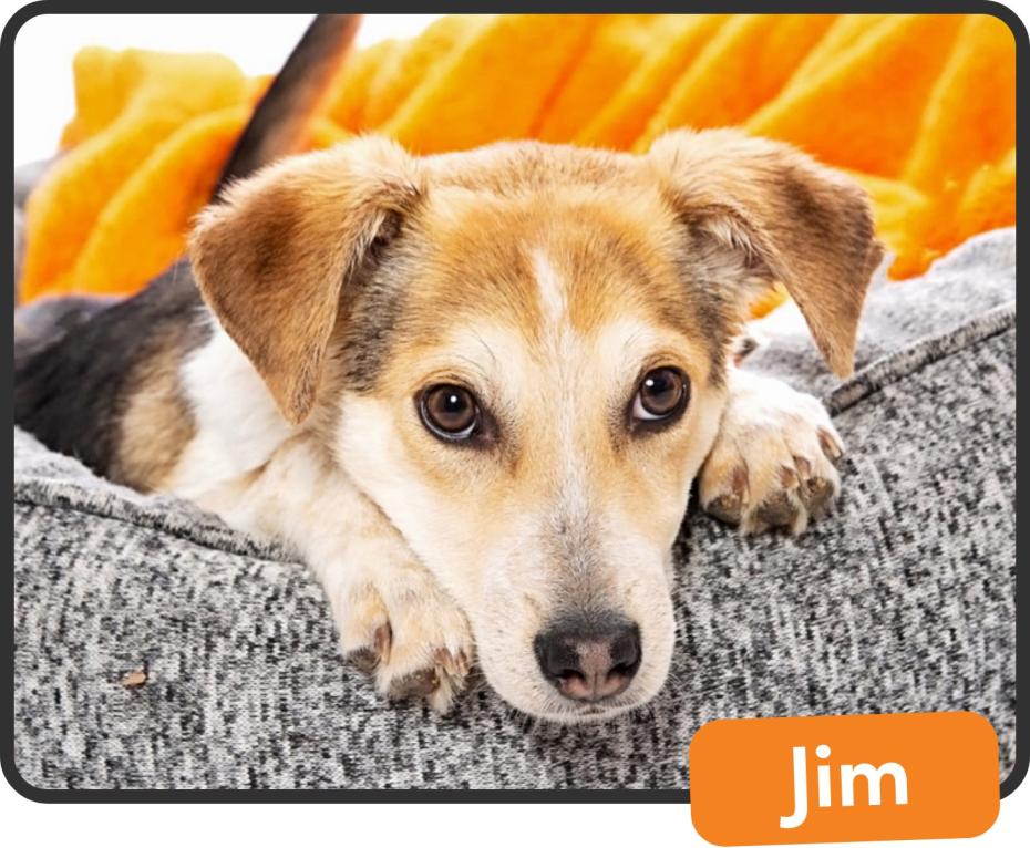 Jim the dog