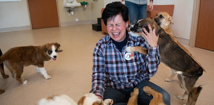 Woman volunteer playing with a bunch of puppies