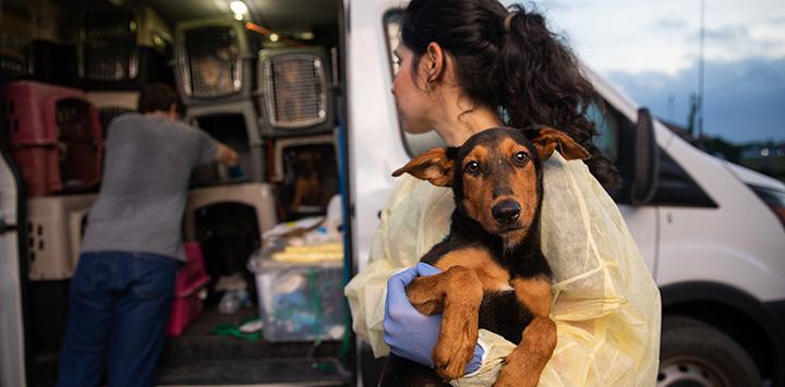 Woman holding a brown and black puppy next to a transport van full of crates