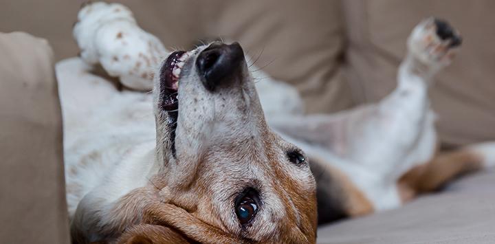 Senior basset hound rolling over on her back, encouraging you to consider a charitable IRA rollover