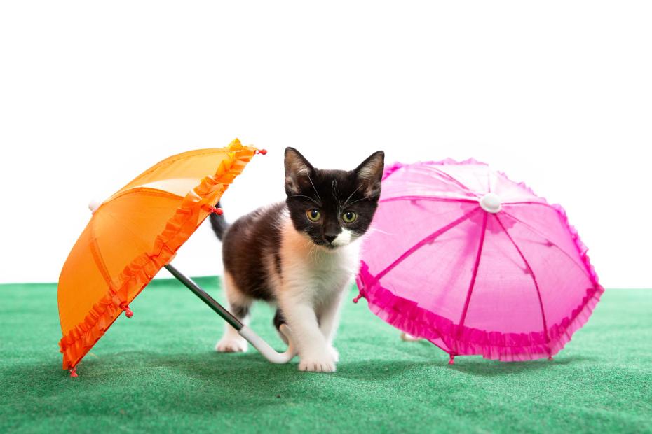 Tiny kitten with umbrellas