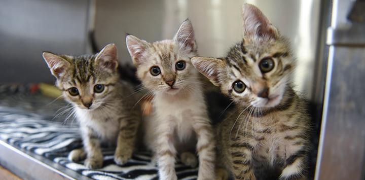 Three kittens looking at the camera
