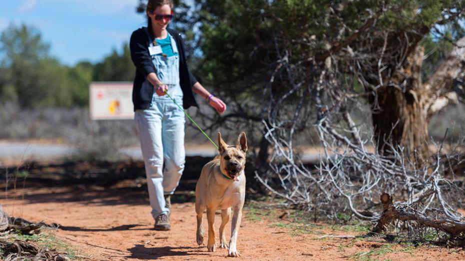 Person walking dog in Utah desert