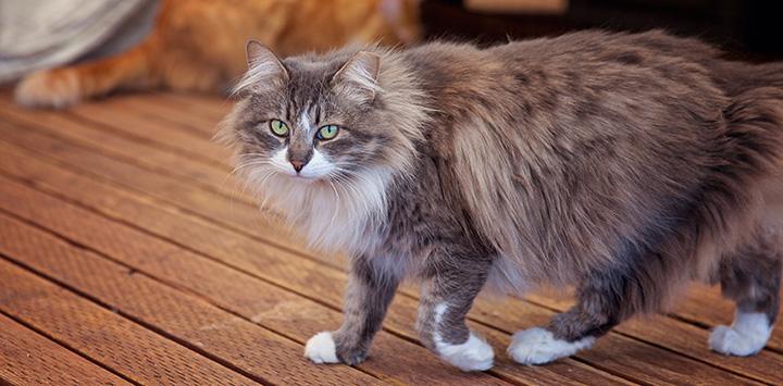 Tabby and white longhair cat walking on a wooden deck