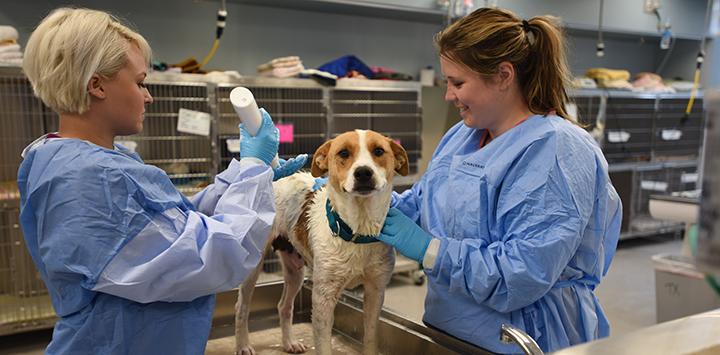 Dog getting a check-up at Best Friends sanctuary (animal shelter) clinic.