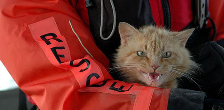 Protecting pets in emergency situations