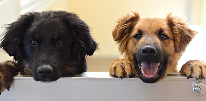 Two dogs, one black and one brown, peeking over the top of a half door