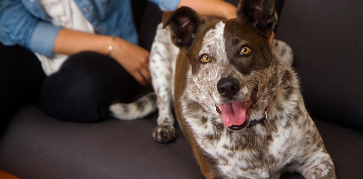 Best Friends and animal welfare groups collaborate to save pets like this brown and white cattledog.