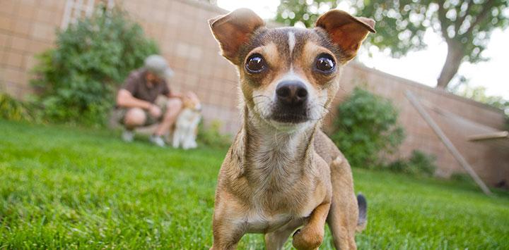 Close-up of brown Chihuahua on grass outside