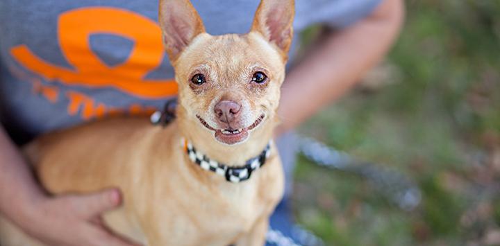 Tan Chihuahua with a checkered collar at Best Friends