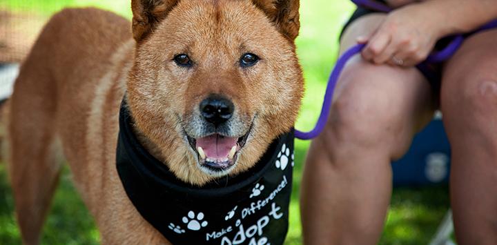 Dogs like this rescued Chow mix at a Best Friends adoption event are just one of many reasons to rescue a pet.