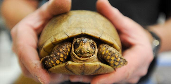 Brown tortoise at Wild Friends, the wildlife rehabilitation area of Best Friends Animal Sanctuary