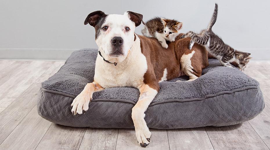 Pit bull terrier type dog with kittens