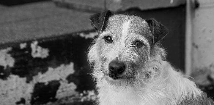 Terrier dog who supports the NKUT initiative