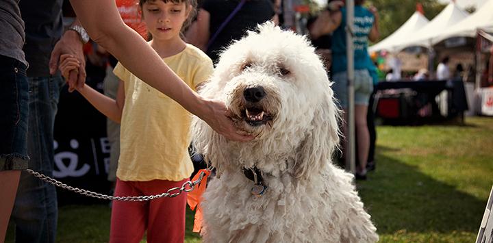 A white poodle mix at a Best Friends super adoption event