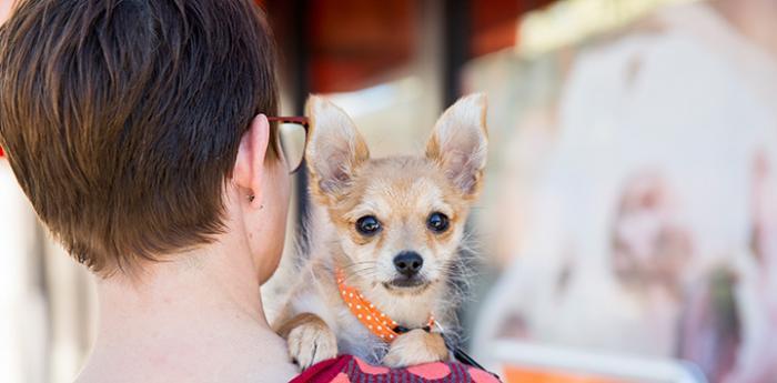The back of a person's head while holding Chihuahua-type dog wearing an orange collar over her shoulder