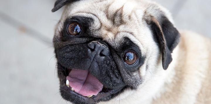 Tan and black pug with mouth open in a smile