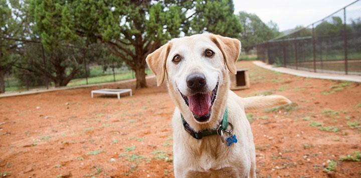 Yellow Lab at Best Friends Animal Sanctuary, where animal welfare is the number one priority.