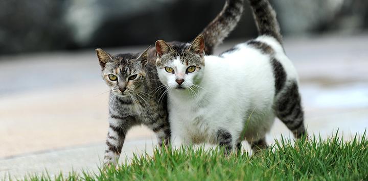 Two community cats walking side-by-side with tails upright together