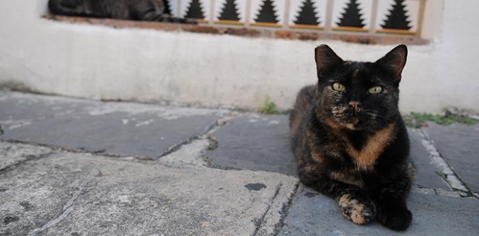 Stray calico cat outside a building