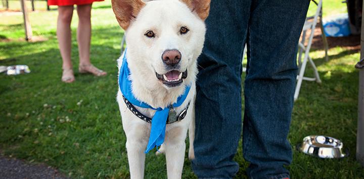 White husky at adoption event where Best Friends animal rescue partners participated.