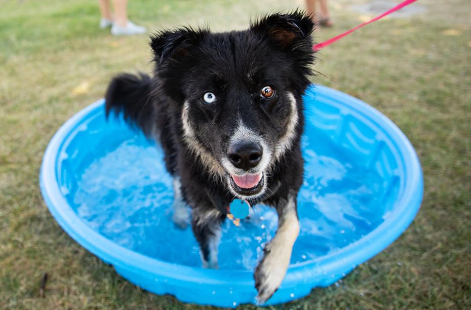 Odd-eyed dog stepping out of a blue kiddie pool