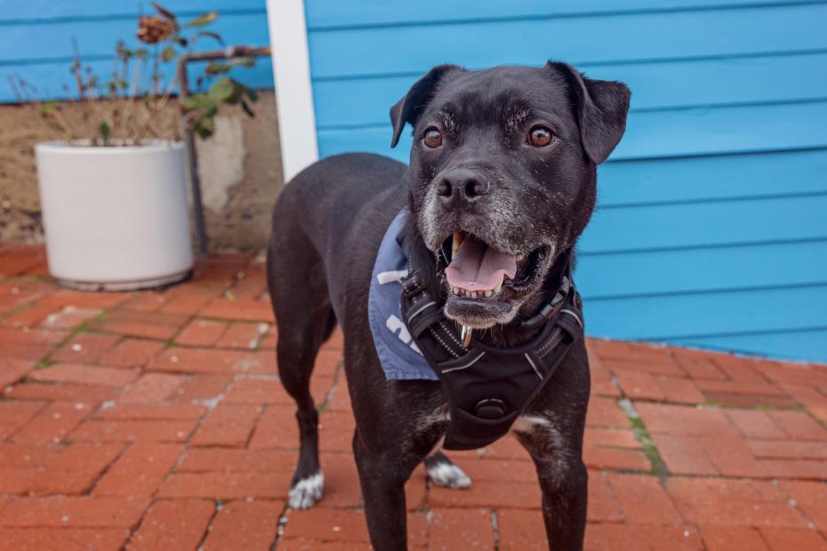 Dog standing in front of a home on a brick pathway
