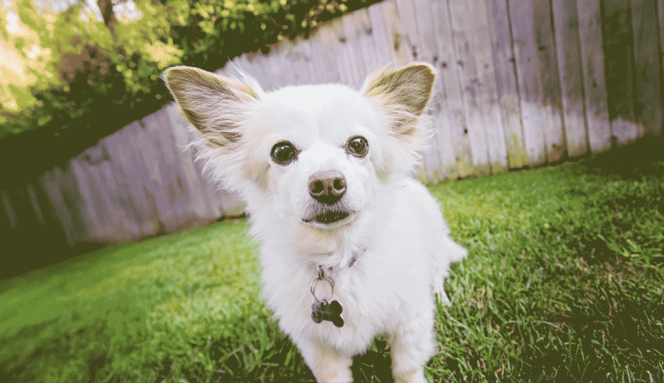 small white senior dog standing on grass in fenced in back yard
