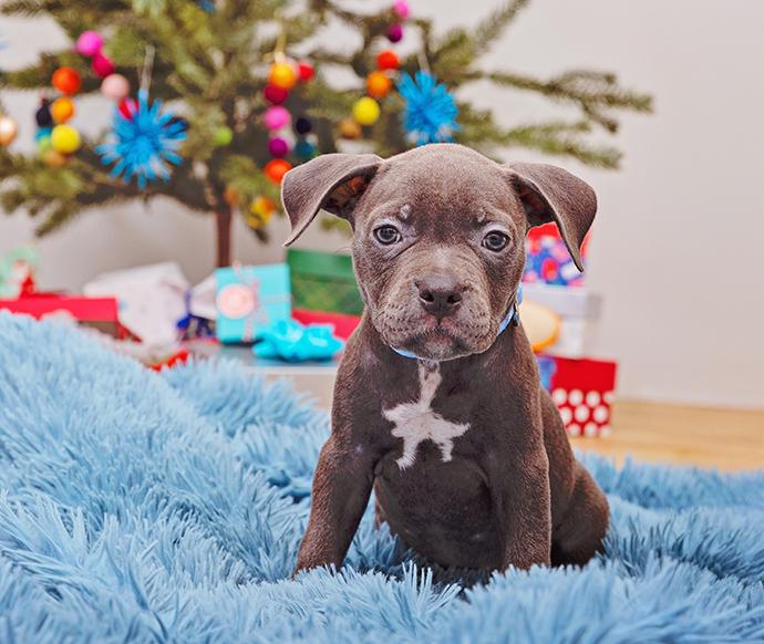 Puppy on a blue blanket in front of Christmas tree