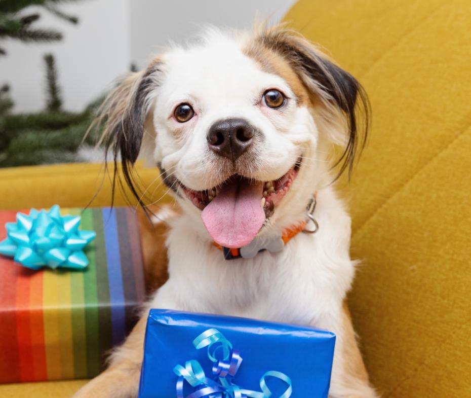 Small smiling dog on a yellow chair with two presents