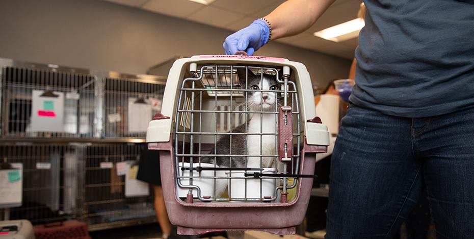 Person holding a carrier containing a cat