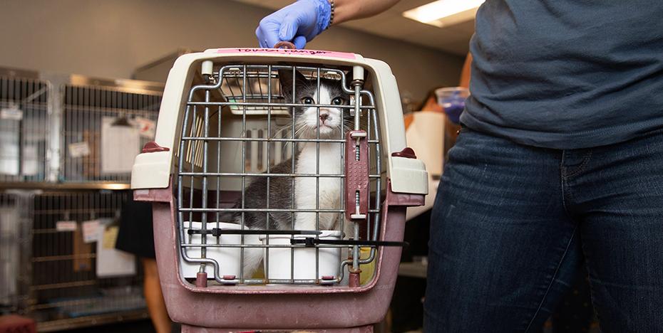 Person holding a cat in a carrier