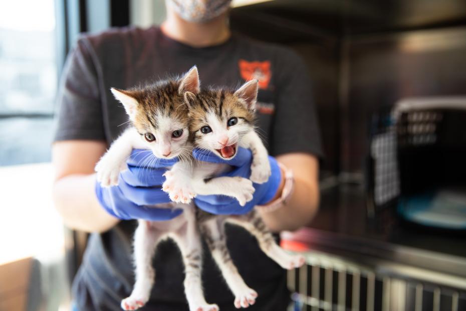 Two tiny kittens being held by a person during a pet transport