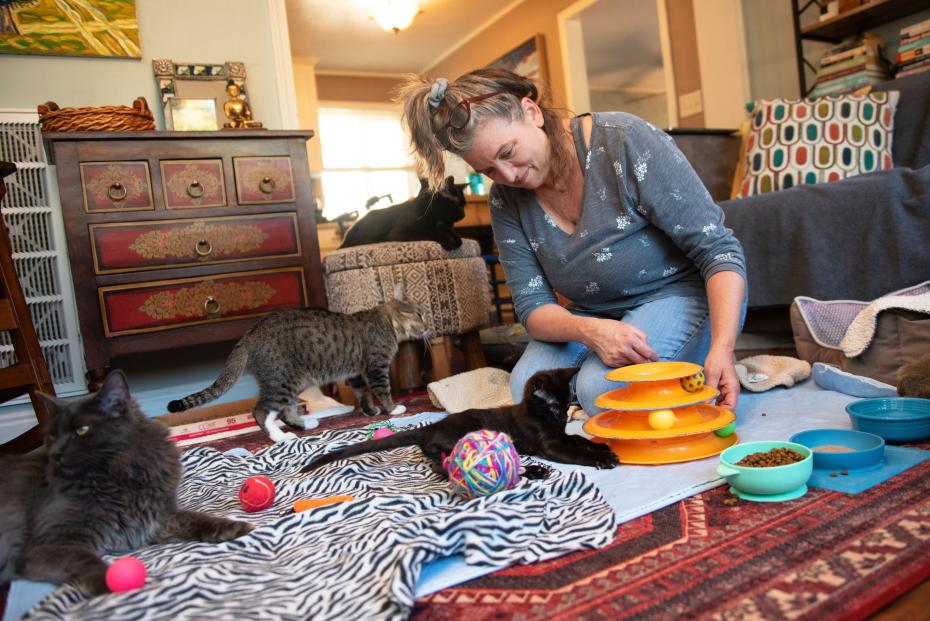 Person on the floor with litter of foster kittens with toys and food available to them