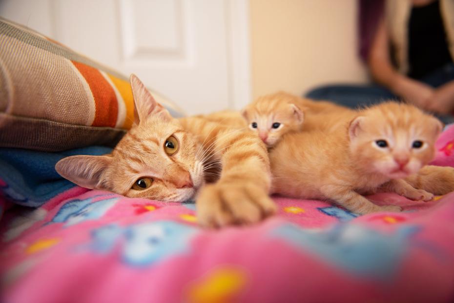 Orange tabby mama cat lying on her side with a couple of her kittens
